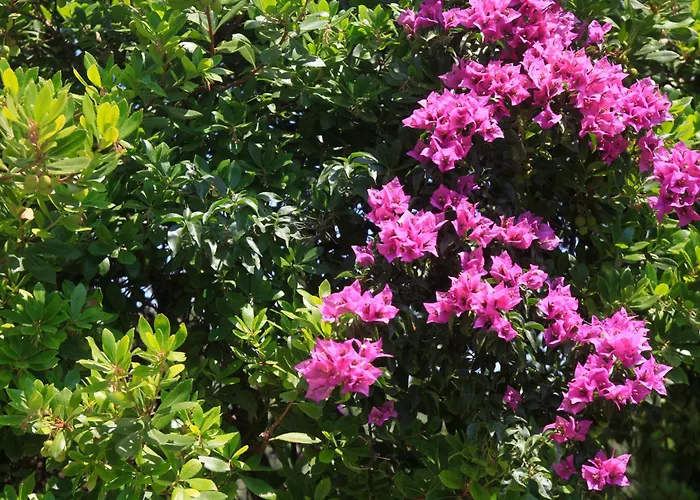 Apartament Casa Kalypso *